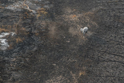 High angle view of elephant standing on field