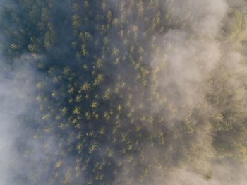 Low angle view of trees against sky