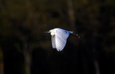 Close-up of bird flying against blurred background