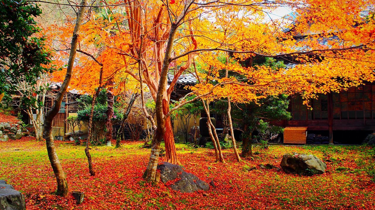 TREES IN AUTUMN