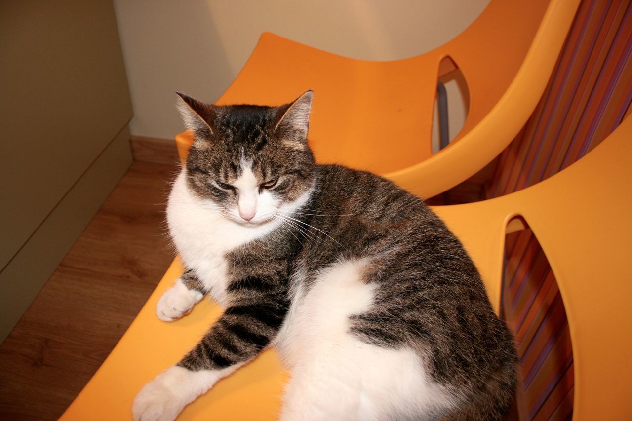 CLOSE-UP OF CAT SITTING ON FLOOR