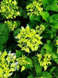 Full frame shot of green plant