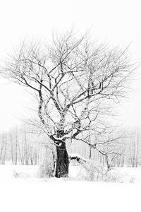 Scenic view of snow covered landscape