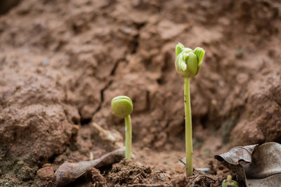 Close-up of saplings growing on field