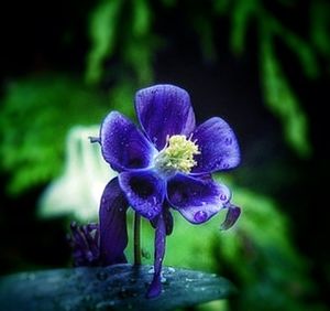 Close-up of purple flowers blooming