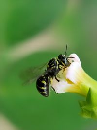 Close-up of bee pollinating on flower