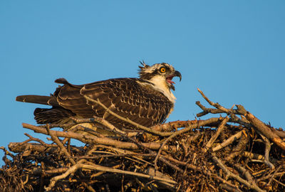 Low angle view of bird perching on nest