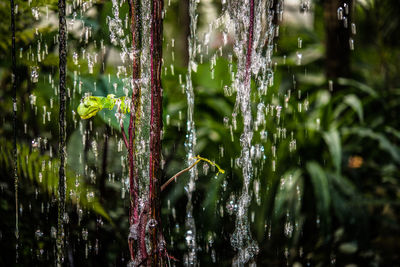 Close-up of wet spider web on plants