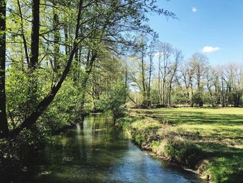 Scenic view of river amidst trees in forest