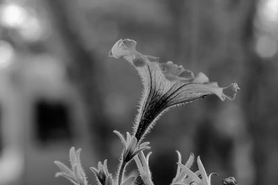 Close-up of flowers