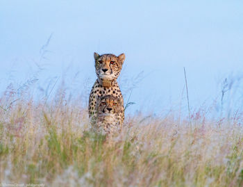 Portrait of cat on field