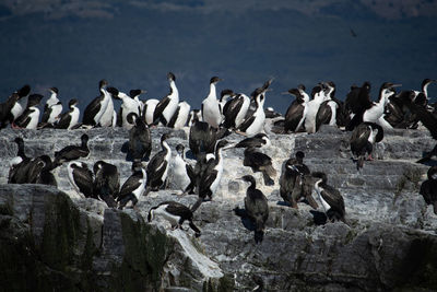 Birds perching on rock