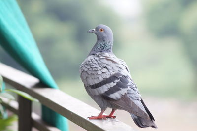 Close-up of bird perching outdoors