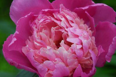 Close-up of pink flowers blooming outdoors
