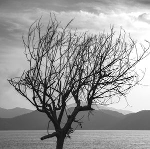 Bare tree by sea against sky