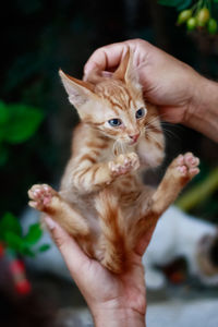 Close-up of hands holding cat
