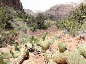 Cactus growing on mountain