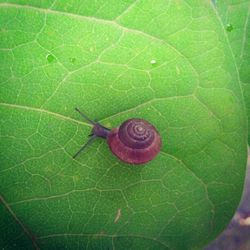 Close-up of insect on leaf