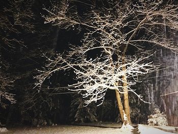 Bare tree in forest during winter