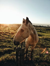 Horse standing on field against sky