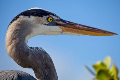 Close-up of a bird