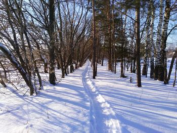 Trees on snow covered landscape