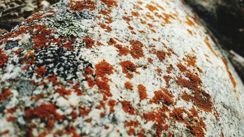 Close-up of rusty metal