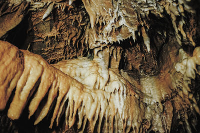 Close-up of tree trunk