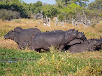 Group of hippotamus in moremi game reserve, botswana