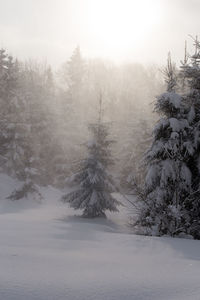 Trees in forest during winter