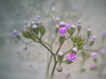 Close-up of pink flowers