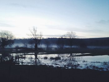 Bare trees on landscape