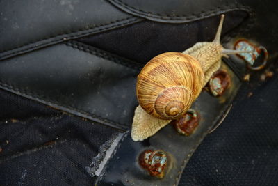 Snail on the old black shoe with rusted buckles