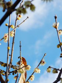 Low angle view of flower tree against sky