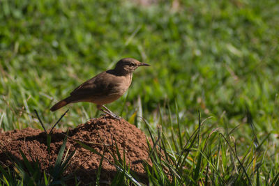 Close-up of bird perching on grass