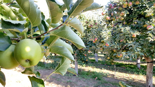 Close-up of fruits growing on tree