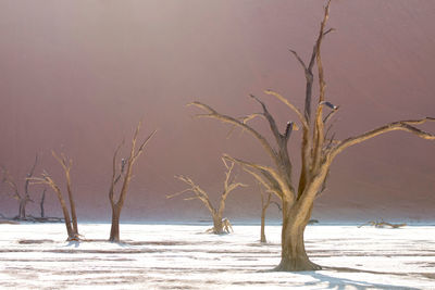 Bare trees on beach during winter