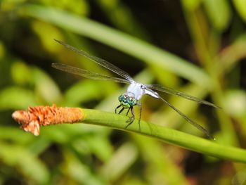 Close-up of damselfly on plant