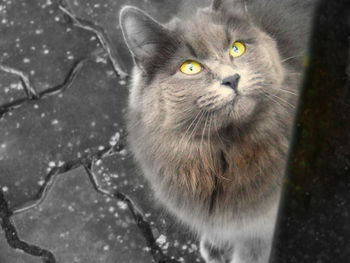 Close-up portrait of cat