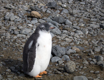 Close-up of penguin on rocks at beach