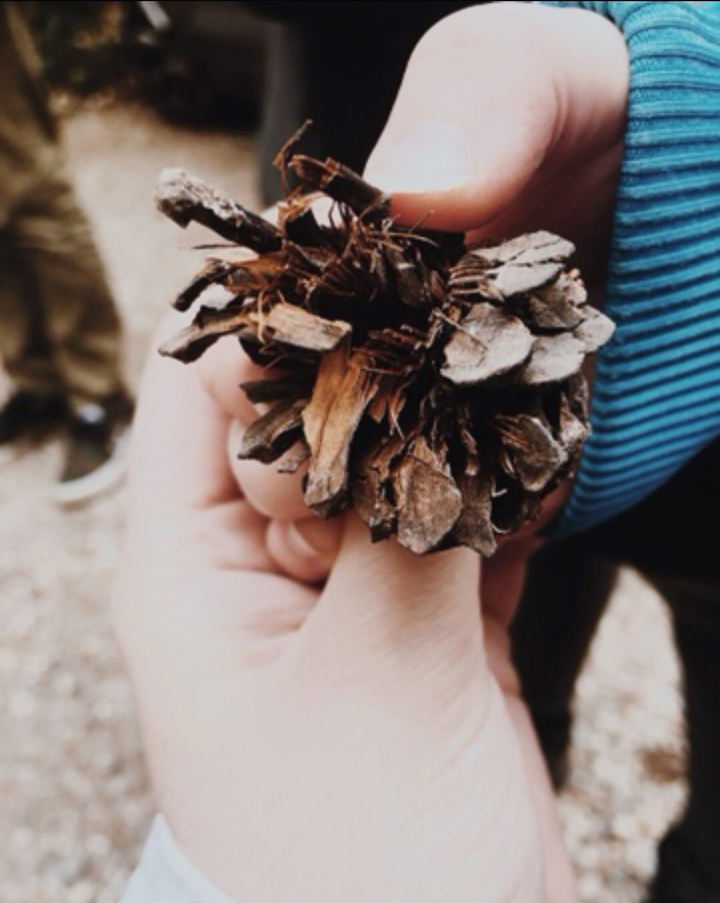 CLOSE-UP OF PERSON HOLDING PINE CONE