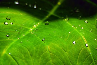 Close-up of raindrops on green leaves