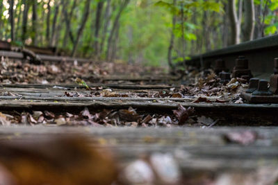 Surface level of trees in forest