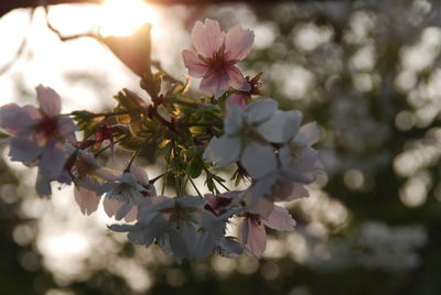 Close-up of pink flowers