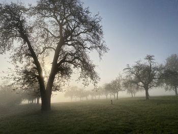 Trees on field against sky