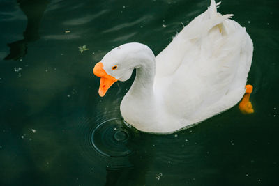 High angle view of swan in lake