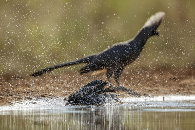 Side view of a bird in lake