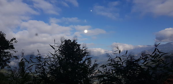 Low angle view of silhouette trees against sky