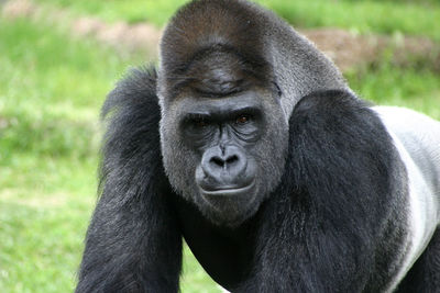 Close-up portrait of gorilla on field