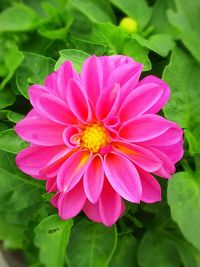 Close-up of pink flower